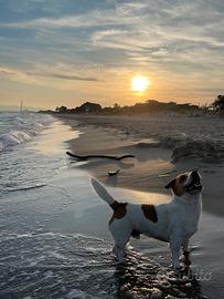 Jack Russel Maschio per monta