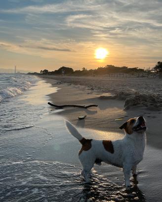 Jack Russel Maschio per monta