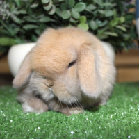 Coniglio nano minilop