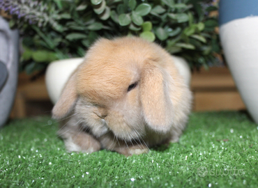 Coniglio nano minilop