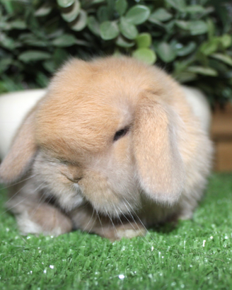 Coniglio nano minilop