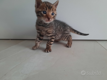 Cucciolo Gatto Bengala Cuccioli Gatti