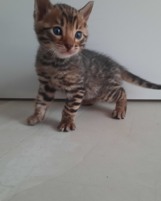 Cucciolo Gatto Bengala Cuccioli Gatti