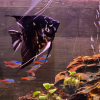 Scalari pesci acqua dolce