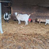 Caprette tibetane, maschi castrati