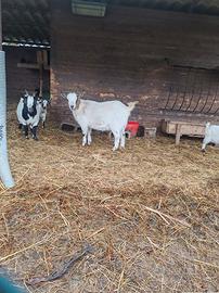 Caprette tibetane, maschi castrati