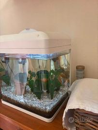 Acquario 
