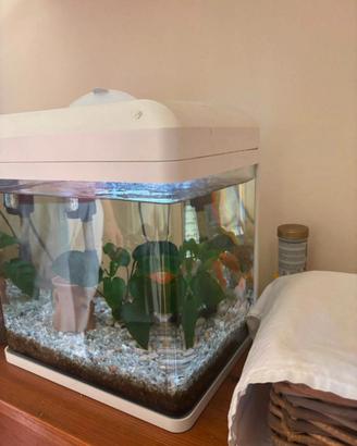 Acquario 