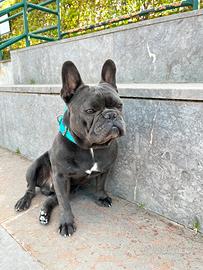 Bulldog Francese BLU' disponibile per monta