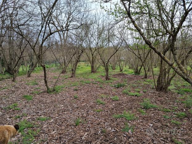 Terreno a noccioleto di mq 7400