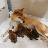 Cuccioli di shiba con pedigree nati il 19 novembre