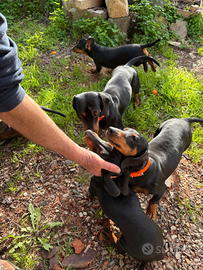 Cucciolo bassotto tedesco