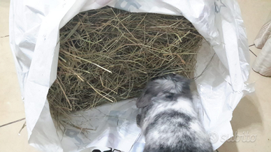 Fieno per conigli nani e cavie