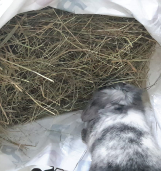 Fieno per conigli nani e cavie