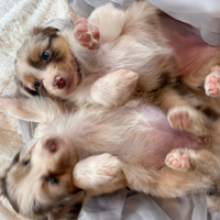 Cuccioli di Pastore Australiano