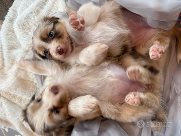 Cuccioli di Pastore Australiano