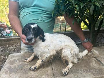 Setter femmina