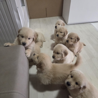 Golden Retriever linea americana