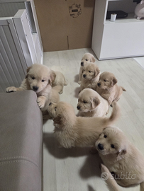 Golden Retriever linea americana