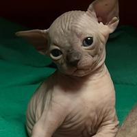 Sphynx