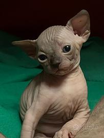 Sphynx