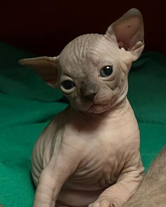 Sphynx