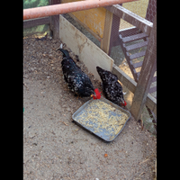 4 galline più gallo
