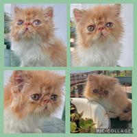 Cuccioli gatti Persiani