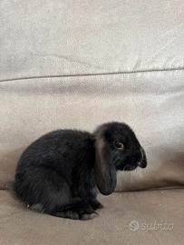 Cuccioli Conigli ariete nano