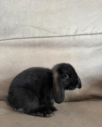 Cuccioli Conigli ariete nano