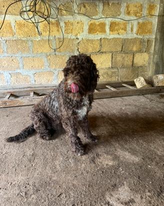 Lagotto splingher