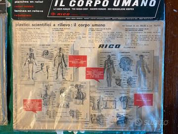 Il corpo umano tavole a rilievo 22*30 RICO