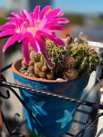 Splendido Echinopsis ibrido adulto, accestito