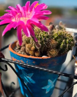 Splendido Echinopsis ibrido adulto, accestito