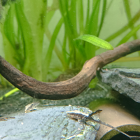 Sturisomatichthys sturisoma leightoni 5/6cm