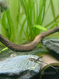 Sturisomatichthys sturisoma leightoni 5/6cm