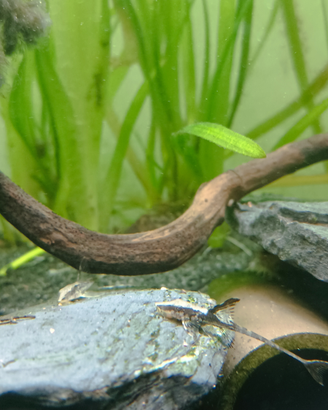 Sturisomatichthys sturisoma leightoni 5/6cm