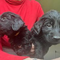 Cuccioli di Flat Coated Retriever