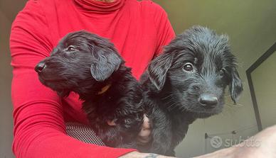 Cuccioli di Flat Coated Retriever