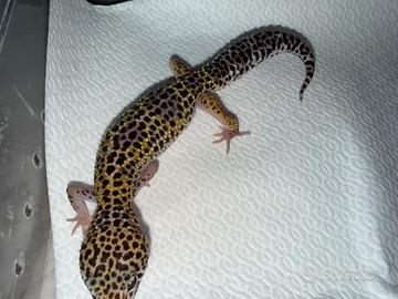 Geco leopardino