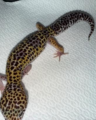 Geco leopardino