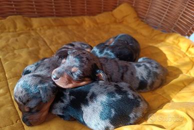 Bassotti cuccioli