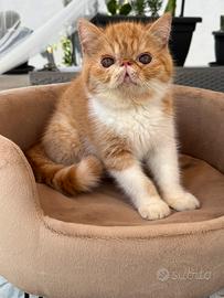 Gatti Persiani e Exotic e