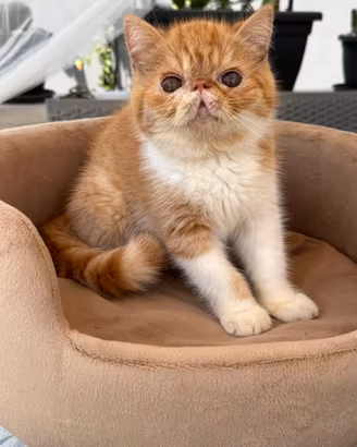 Gatti Persiani e Exotic e