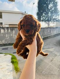 Barboncino Toy Red