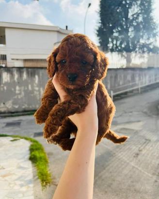 Barboncino Toy Red