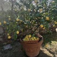 Pianta di limoni vaso di terracotta