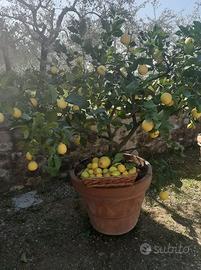 Pianta di limoni vaso di terracotta