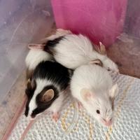 Topolini da compagnia