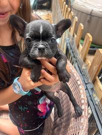 Bulldog francese